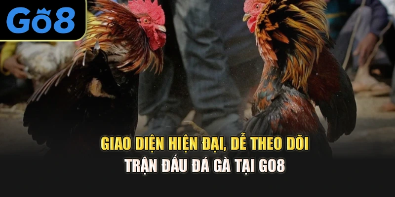 Giao diện hiện đại, dễ theo dõi trận đấu đá gà tại Go8